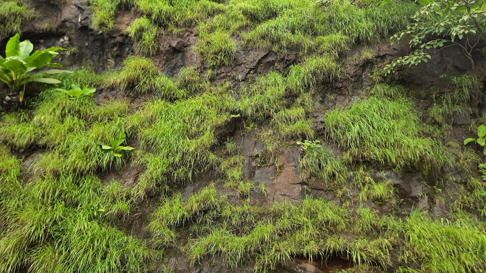 Plants that beat extreme drought
