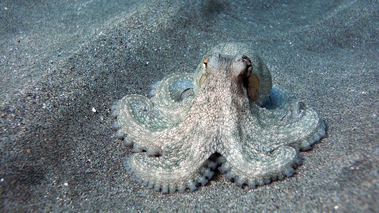 The Alien Anatomy: Inside the Octopus's Three Hearts and Distributed Mind