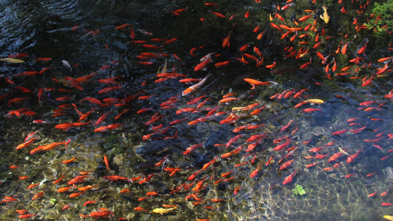 New Study Links Endemic Fish to Western Ghats Biodiversity
